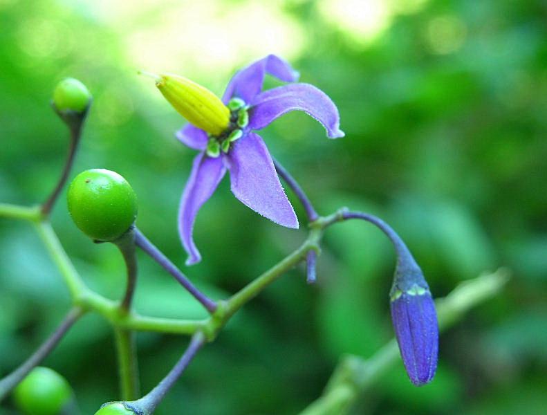 Solanum dulcamara / Morella rampicante